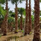 نخل واشنطني في الرياض ابو مروحه درجه اولى يتوفر جميع ال
