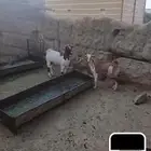 للبيع تيس وعناق