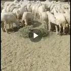 بهم حري. تربية رمضان