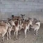 11 راس معزا للبيع جميعها اناثي   التواصل واتس