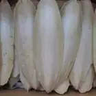 عظم حبار للطيور حجم سوبر جامبو جمله فقط