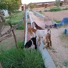 تيس