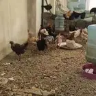 دجاج بلدي بياض شرط ونظيف