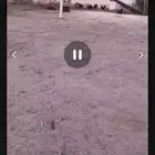 دجاج بلدي