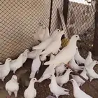 حمام فرنسي سوبر جامبو
