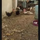 دجاج بياض العدد 81