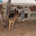 كلب جرمين شولاين
