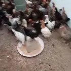 دجاج بياض وحضان شرط