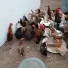 دجاج بياض شرط حضان