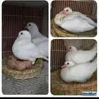 زغالين حمام فرنسي سوبر