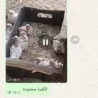 حمام زغالين ذبح وسلخ ب 25 ريال