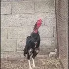 للبيع