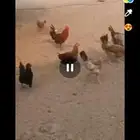 دجاج بلدي بياض شرط وحضان