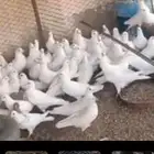 للبيع حمام فرنسي سوبر جامبو