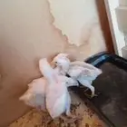 دجاج باكستاني بياض