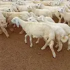بهم للبيع