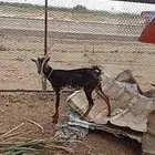 عنز للبيع اسن ربع خاليه من الأمراض على اسوم على بركت الله