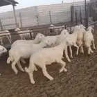 رخال. للبيع. فبها 4خرفان