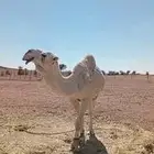 جمل اوضح للبيع انتاجه طيب