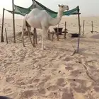عشاير للبيع