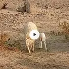 السلام عليكم . اعرض غنم مقنوي حري دفيع ومضاريع العدد 23