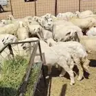 رخال للييع