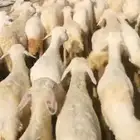 بهم تربية رمضان أو مندي