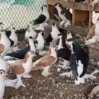 حمام شيرازي