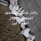للبيع زغالين حمام فرنسي حجم جاميو سوبر مشروط شرط شحم ولحم ال