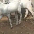 2 تيوس للبيع