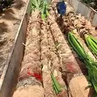 نخيل زينه امريكي ونخل عربي مثمر برياض