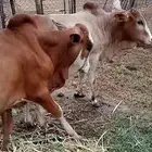 اثنين حسلان بلدي