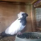 زوج زوداني فاخر