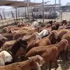سواكني جذعان للبيع