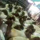 حلاق غنم مكينه