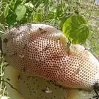 عسل.سدرعلاشرط