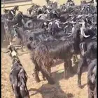 تيوس. لاهل المندي والمناسبات