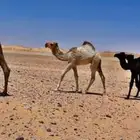 قعود باتلي عمره 7شهور