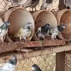 حمام باكستاني للبيع