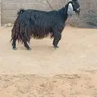 معزاء مقاني