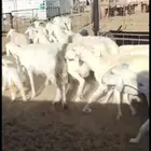 صان ولود. مقاني لاهل المقاني