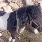 سيسي
