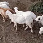 لبيع كباش فل شحم الموقع العيدابي جوال ابومشهور