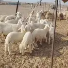 غنم حريه العدد 11 تحتها11