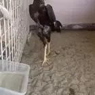 ديك شامو ياباني الموقع ينبع