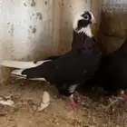 انت قطيفي هاجر ومنتج