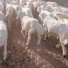 بهم للبيع