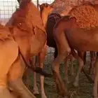 حشوعدد11