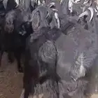 معزاء. للبيع. لاهل المقاني