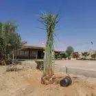 يوجد لدينا جميع انواع النخيل وتوصيل